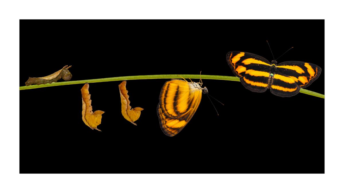 This image depicts the life cycle of a butterfly in an elegant and symbolic manner, with clear visual representation of its transformation from caterpillar to chrysalis to adult butterfly, all set against a solid black background for a striking contrast that emphasizes the objects in the frame. The scene appears to be outdoors, but the plain backdrop gives the layout an artistic, staged feel for illustrative purposes. The main focus is a thin, vibrant green stem that stretches horizontally across the frame, serving as the foundation on which the various stages of the butterfly's development are displayed. In summary, the image encapsulates a cycle of metamorphosis with artistic flair, spotlighting the distinct stages of a butterfly’s development from caterpillar to chrysalis to adult. It evokes introspection on the themes of change, growth, and the ethereal beauty of nature’s processes.